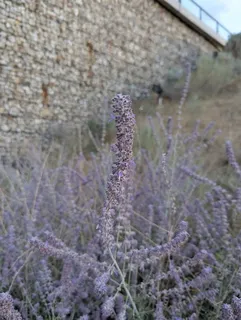 Russian sage (Salvia yangii) — mature form