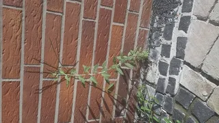 Russian sage (Salvia yangii) — foliage