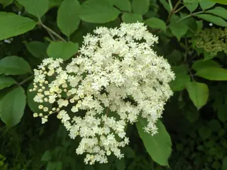 Black elderberry