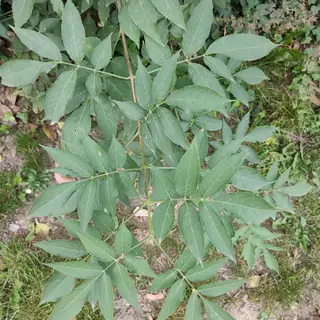Black elderberry (Sambucus nigra) — mature form