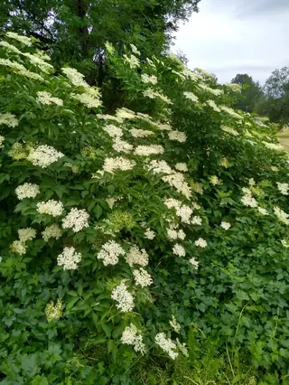 Black elderberry (Sambucus nigra) — foliage