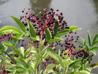 Black elderberry (Sambucus nigra) — bloom