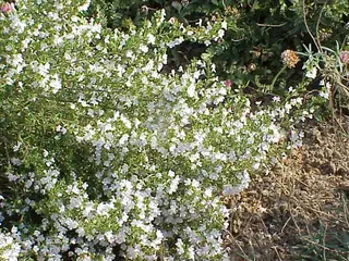Purple Winter Savory