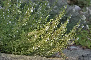 Purple Winter Savory (Satureja montana) — mature form
