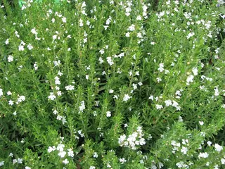 Purple Winter Savory (Satureja montana) — foliage