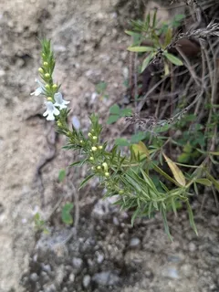 Purple Winter Savory (Satureja montana) — bloom