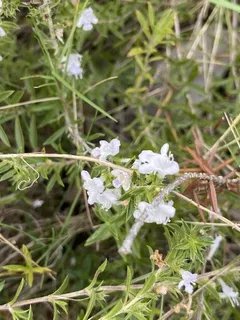 Purple Winter Savory (Satureja montana) — fall color