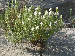 Purple Winter Savory (Satureja montana) — habit
