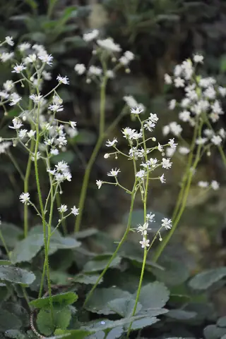 saxifrage