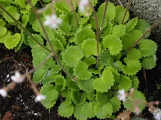saxifrage (Saxifraga hirsuta) — mature form