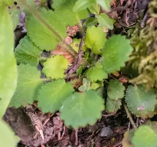 saxifrage (Saxifraga hirsuta) — foliage