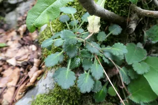 saxifrage (Saxifraga hirsuta) — bloom