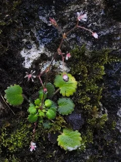 saxifrage (Saxifraga hirsuta) — fall color