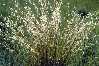 Little Bluestem Grass
