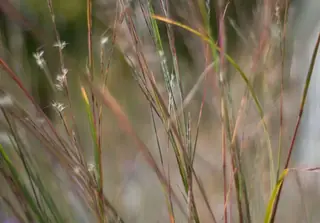 Little Bluestem Grass (Schizachyrium scoparium) — mature form