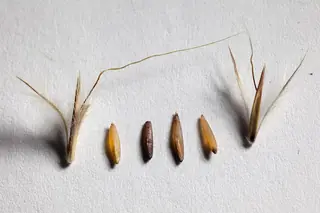 Little Bluestem Grass (Schizachyrium scoparium) — foliage