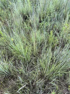 Little Bluestem Grass (Schizachyrium scoparium) — bloom