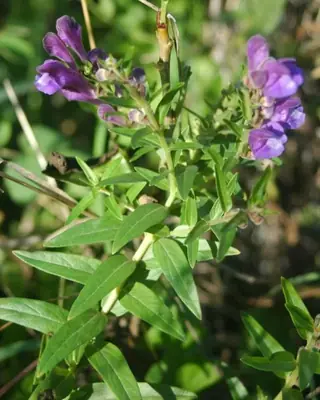 SKY'S EDGE Scutellaria