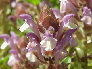SKY'S EDGE Scutellaria (Scutellaria 'Pat Hayward') — mature form
