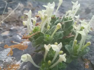 SKY'S EDGE Scutellaria (Scutellaria 'Pat Hayward') — foliage