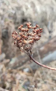 Russian stonecrop