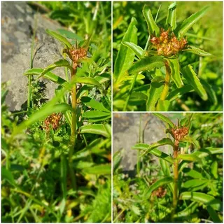 Russian stonecrop (Sedum kamtschaticum) — mature form