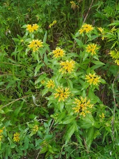 Russian stonecrop (Sedum kamtschaticum) — foliage