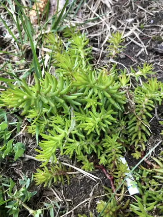 Angelina sedum