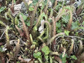 Angelina sedum (Sedum 'Angelina') — mature form