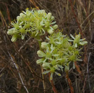Turquoise Tails blue sedum