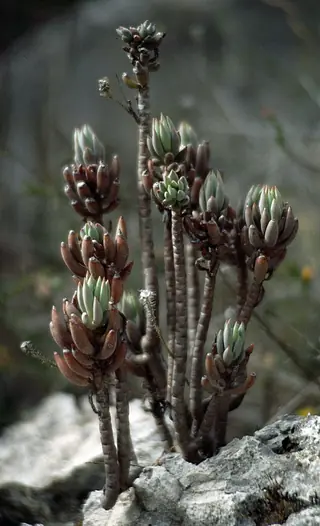 Turquoise Tails blue sedum (Sedum sediforme) — mature form