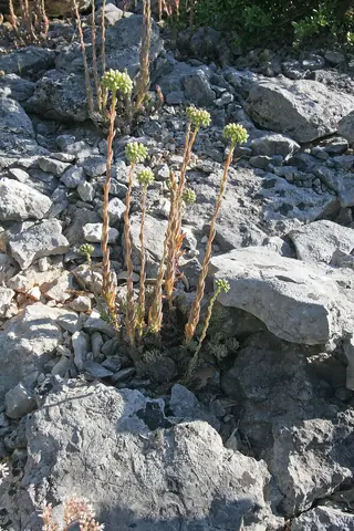 Turquoise Tails blue sedum (Sedum sediforme) — foliage
