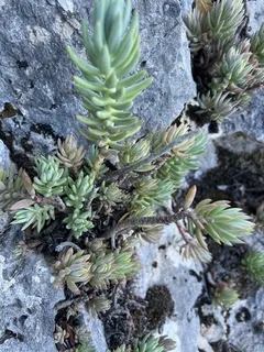 Turquoise Tails blue sedum (Sedum sediforme) — bloom