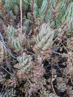 Turquoise Tails blue sedum (Sedum sediforme) — fall color