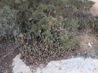 Turquoise Tails blue sedum (Sedum sediforme) — habit