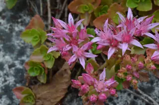 Two-row stonecrop