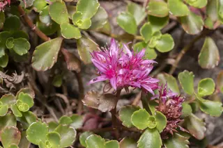 Two-row stonecrop (Sedum spurium) — mature form