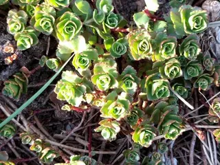 Two-row stonecrop (Sedum spurium) — foliage