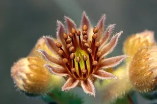 Hens and chicks (Sempervivum tectorum) — mature form