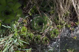 Hens and chicks (Sempervivum tectorum) — foliage