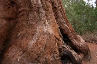 Giant Sequoia — Giant Sequoia – 'Hazel Smith'