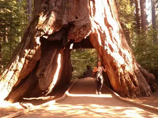 Giant Sequoia — Giant Sequoia – 'Hazel Smith' (Sequoiadendron giganteum) — mature form