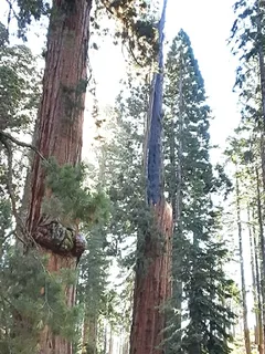 Giant Sequoia — Giant Sequoia – 'Hazel Smith' (Sequoiadendron giganteum) — foliage