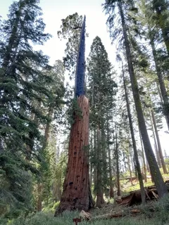 Giant Sequoia — Giant Sequoia – 'Hazel Smith' (Sequoiadendron giganteum) — bloom