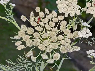 Moon Carrot