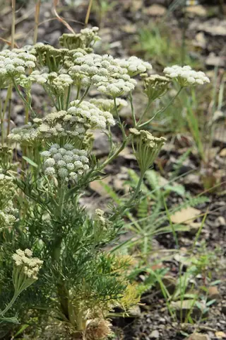 Moon Carrot (Seseli gummiferum) — mature form