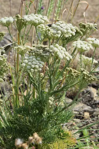 Moon Carrot (Seseli gummiferum) — foliage