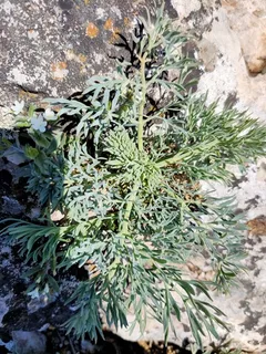 Moon Carrot (Seseli gummiferum) — bloom