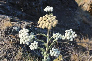 Moon Carrot (Seseli gummiferum) — fall color