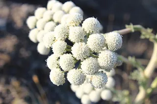 Moon Carrot (Seseli gummiferum) — habit
